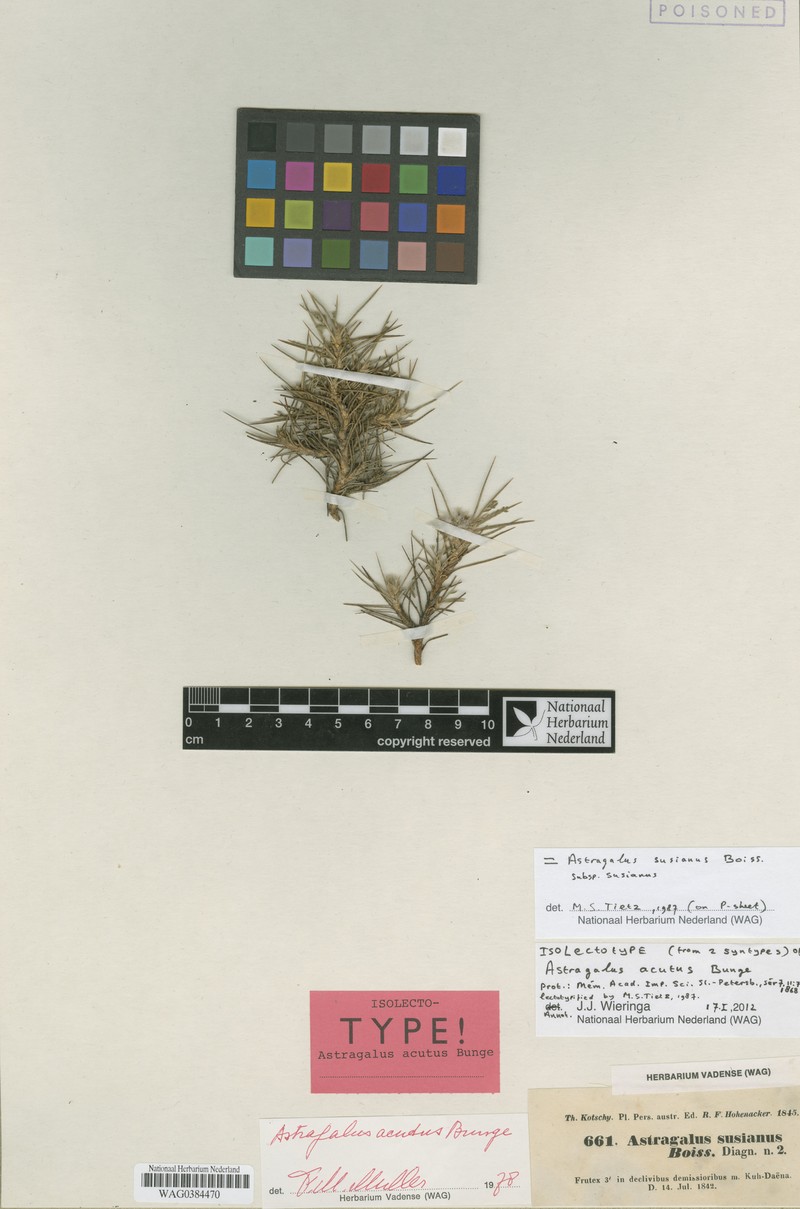 Astragalus susianus subsp. susianus