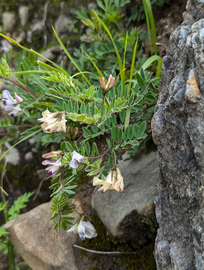 Astragalus sutchuenensis