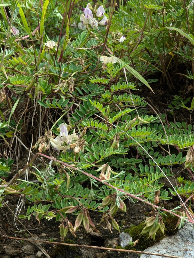 Astragalus sutchuenensis photo 2