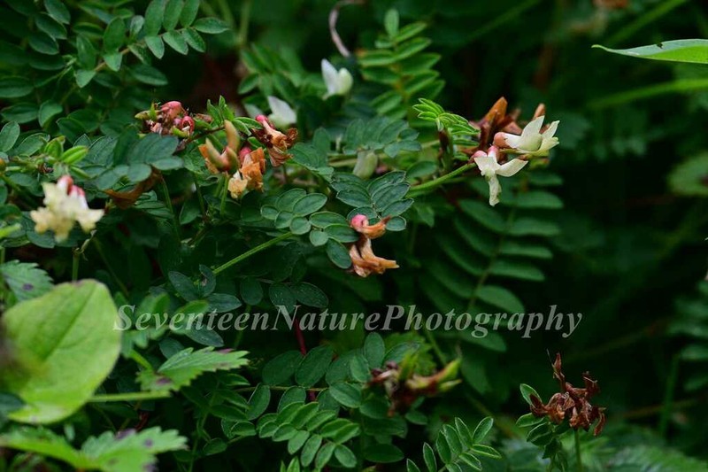 Astragalus sutchuenensis photo 3