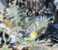 Astragalus syreitschikovii
