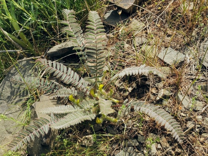 Astragalus syreitschikovii photo 2