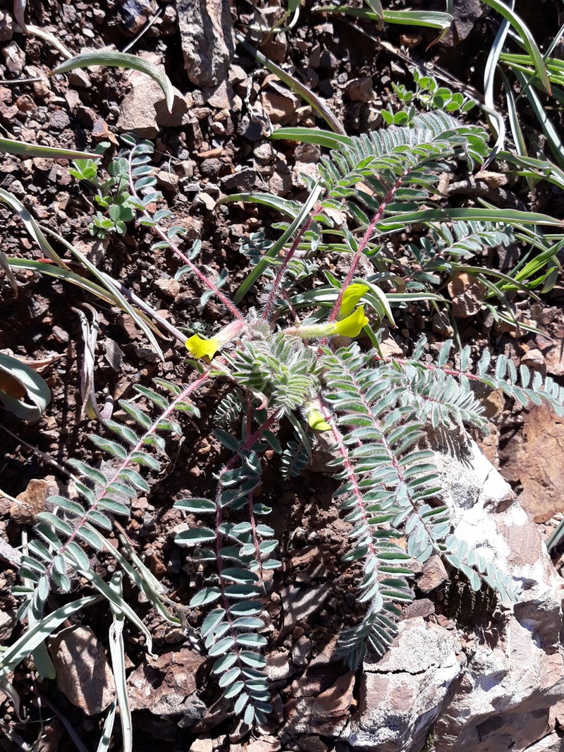 Astragalus syreitschikovii photo 3