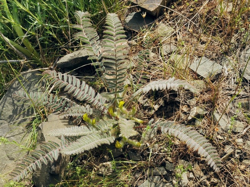 Astragalus syreitschikovii photo 4