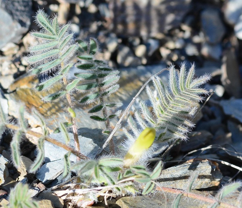 Astragalus syreitschikovii photo 5