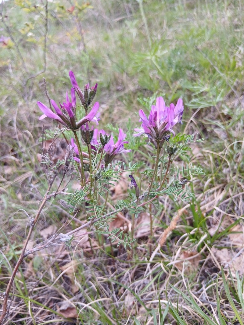 Astragalus syriacus