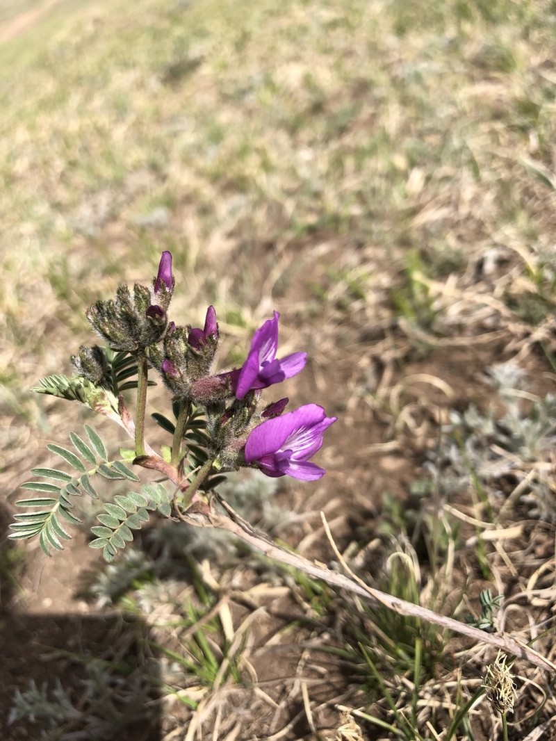 Astragalus syriacus photo 2