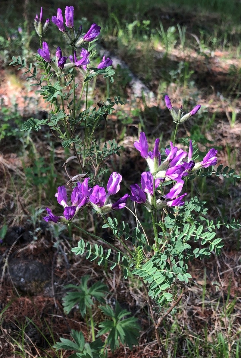 Astragalus syriacus photo 3