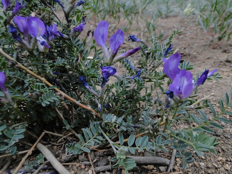 Astragalus syriacus photo 4