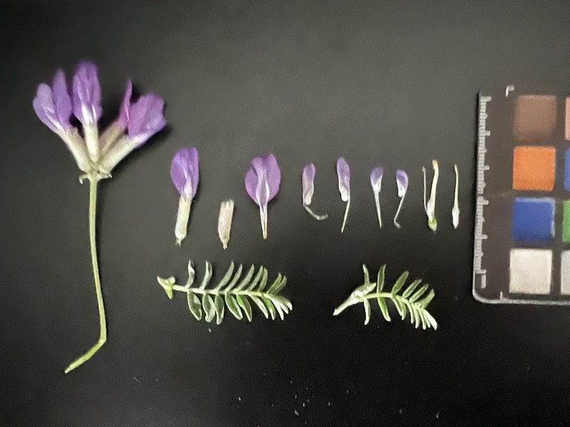 Astragalus syriacus photo 5