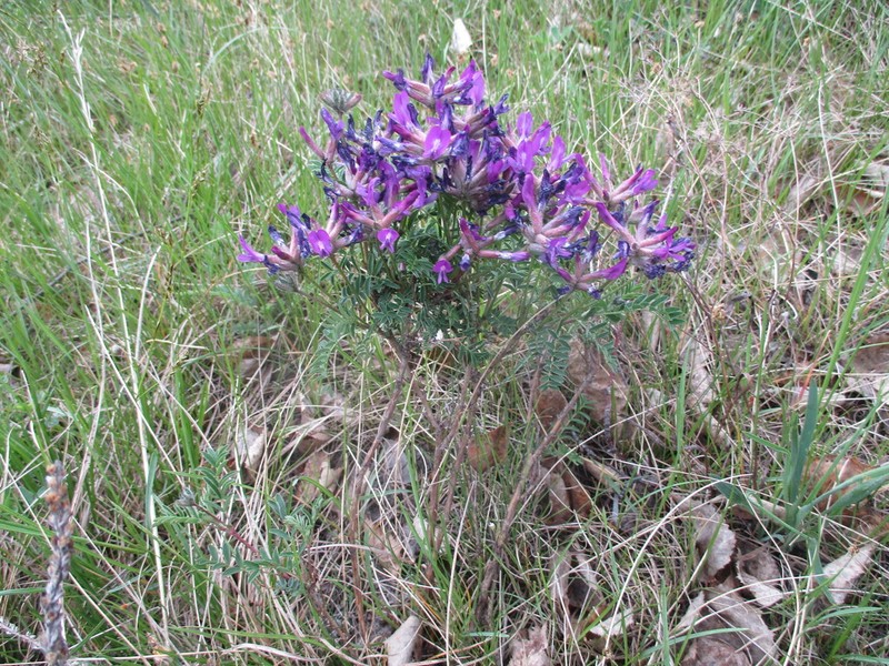 Astragalus syriacus photo 6