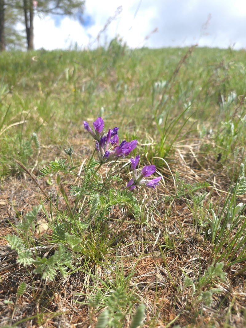 Astragalus syriacus photo 7
