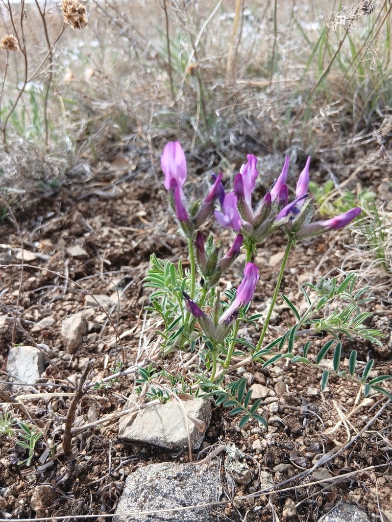 Astragalus syriacus photo 8