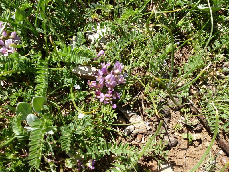 Astragalus syringus