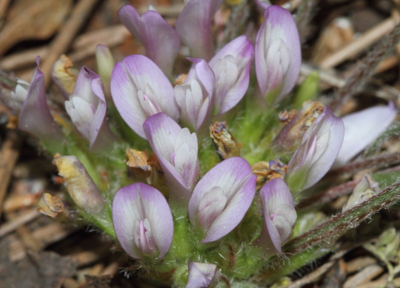 Astragalus syringus photo 2