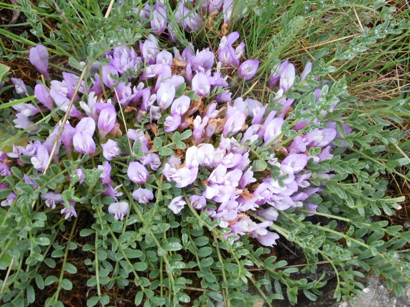 Astragalus syringus photo 3