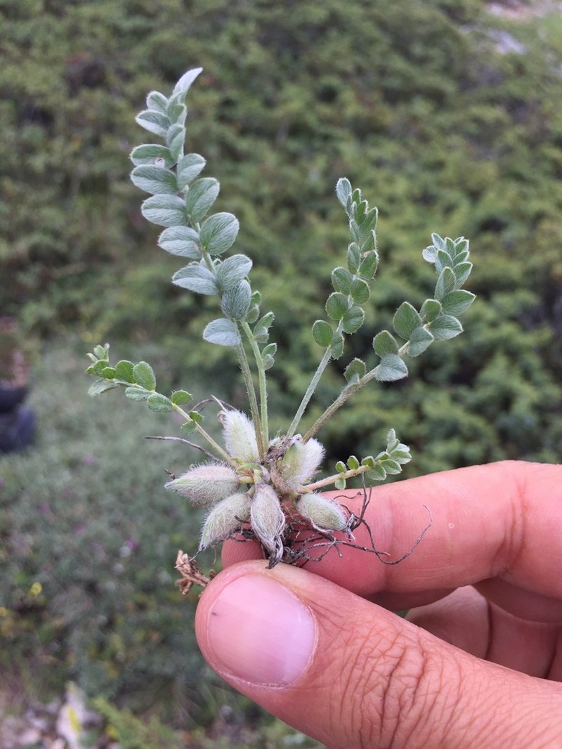 Astragalus syringus photo 4