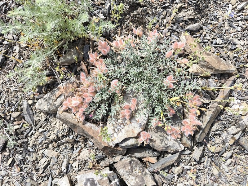 Astragalus sytinii
