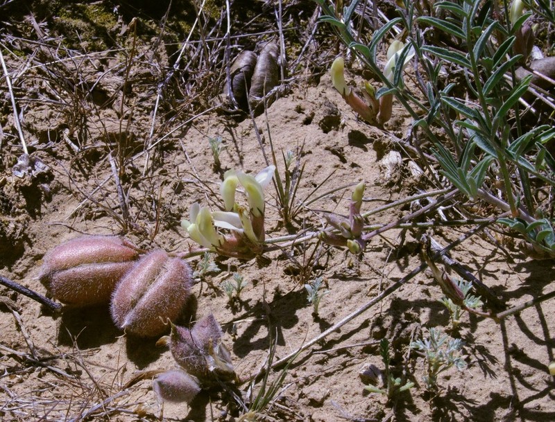 Astragalus sytinii photo 2