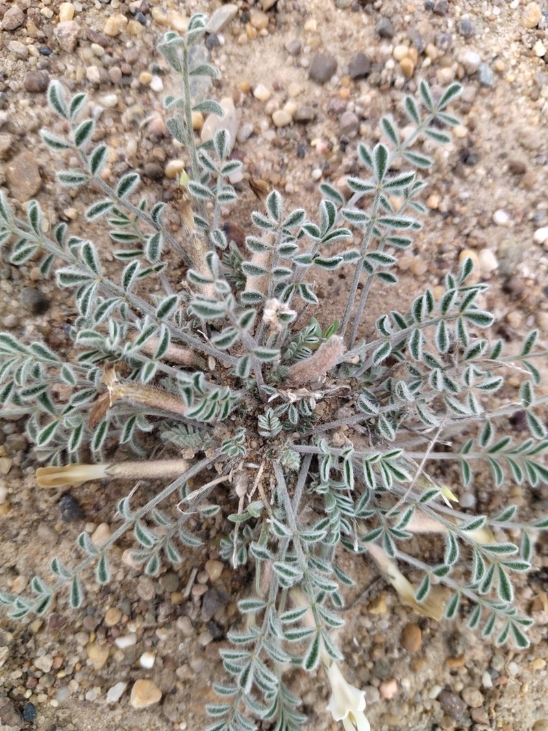 Astragalus sytinii photo 3