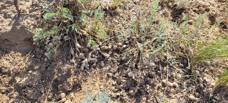 Astragalus sytinii photo 4