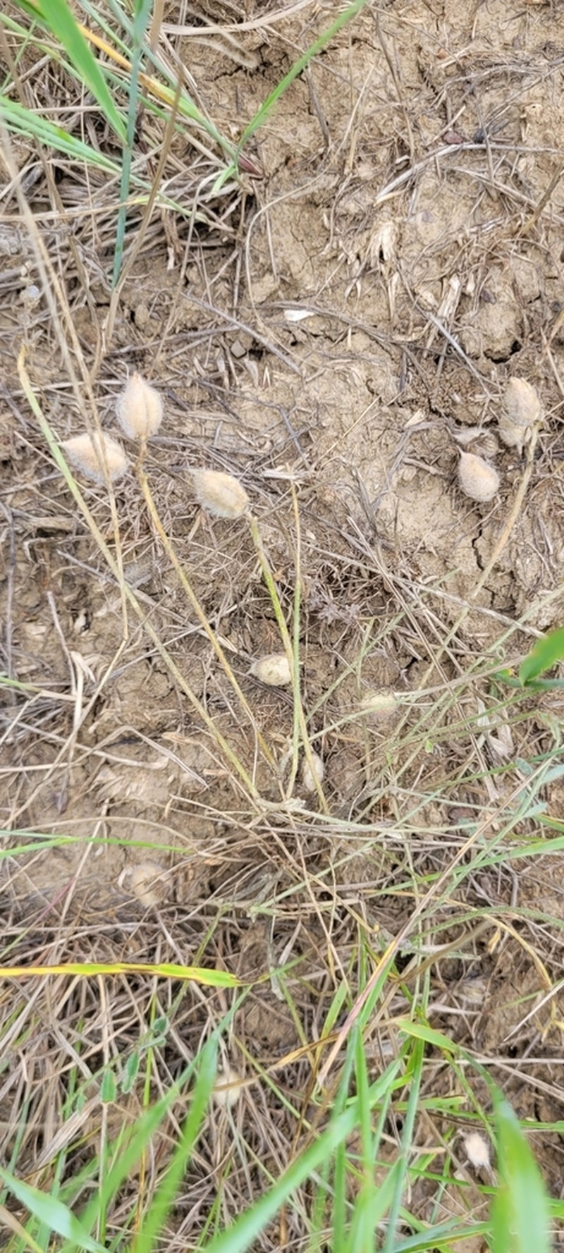 Astragalus sytinii photo 5