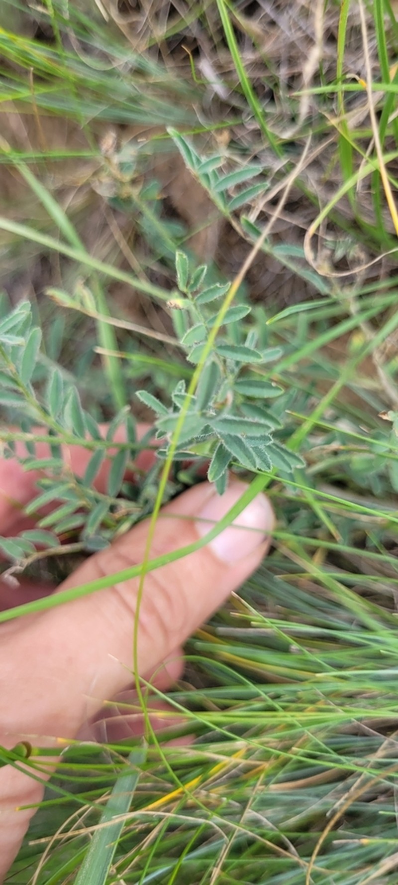 Astragalus sytinii photo 6