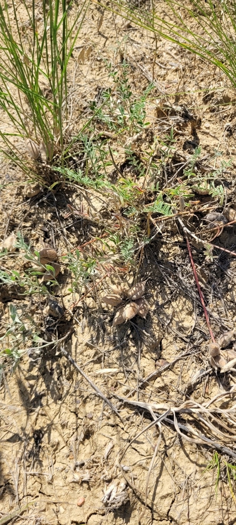 Astragalus sytinii photo 7