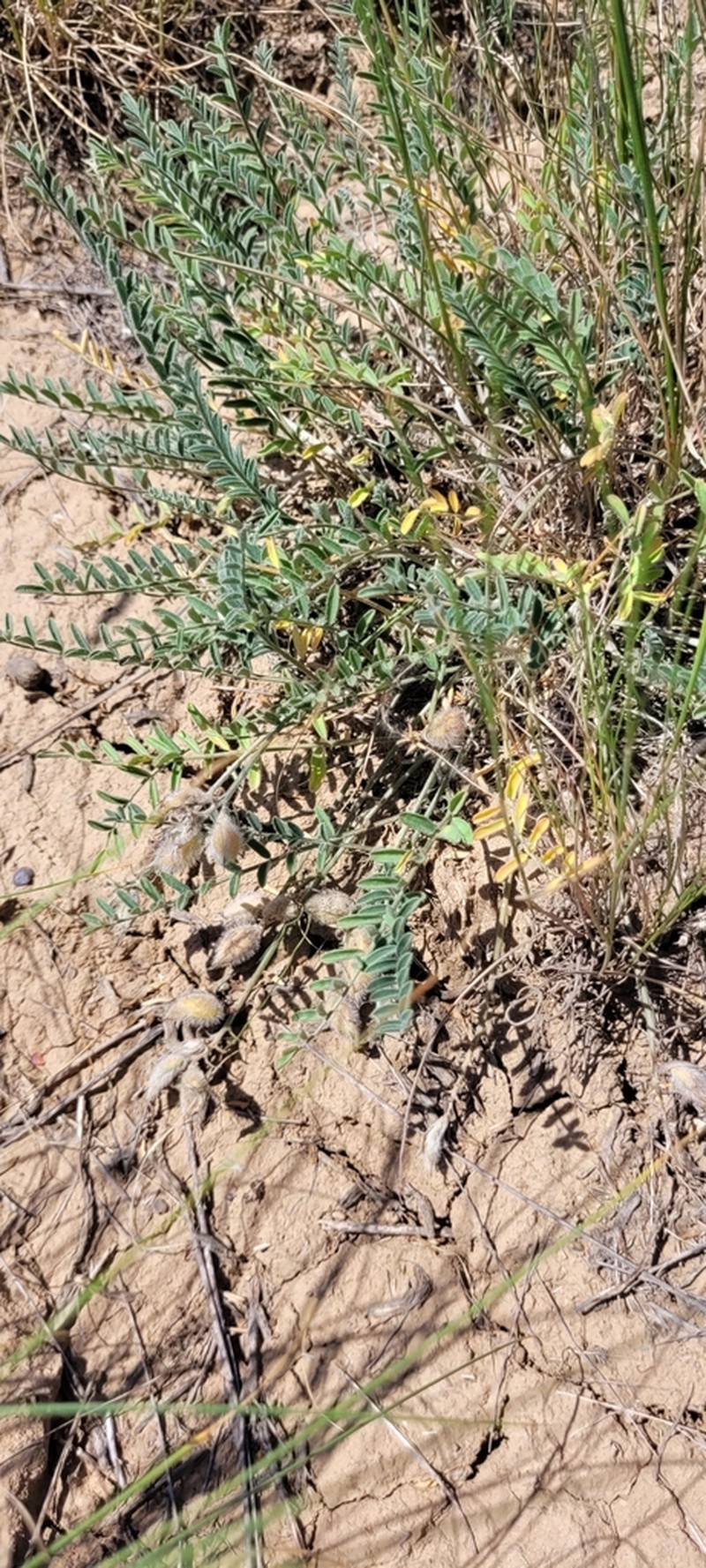 Astragalus sytinii photo 8