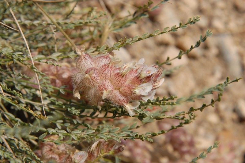 Astragalus szovitsii
