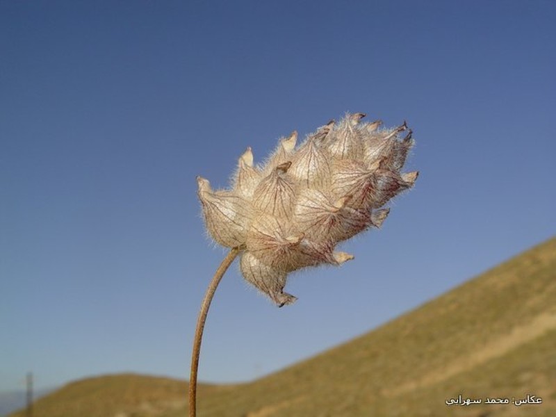 Astragalus szovitsii photo 2