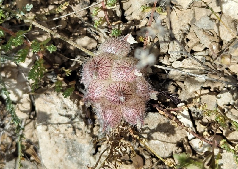 Astragalus szovitsii photo 3