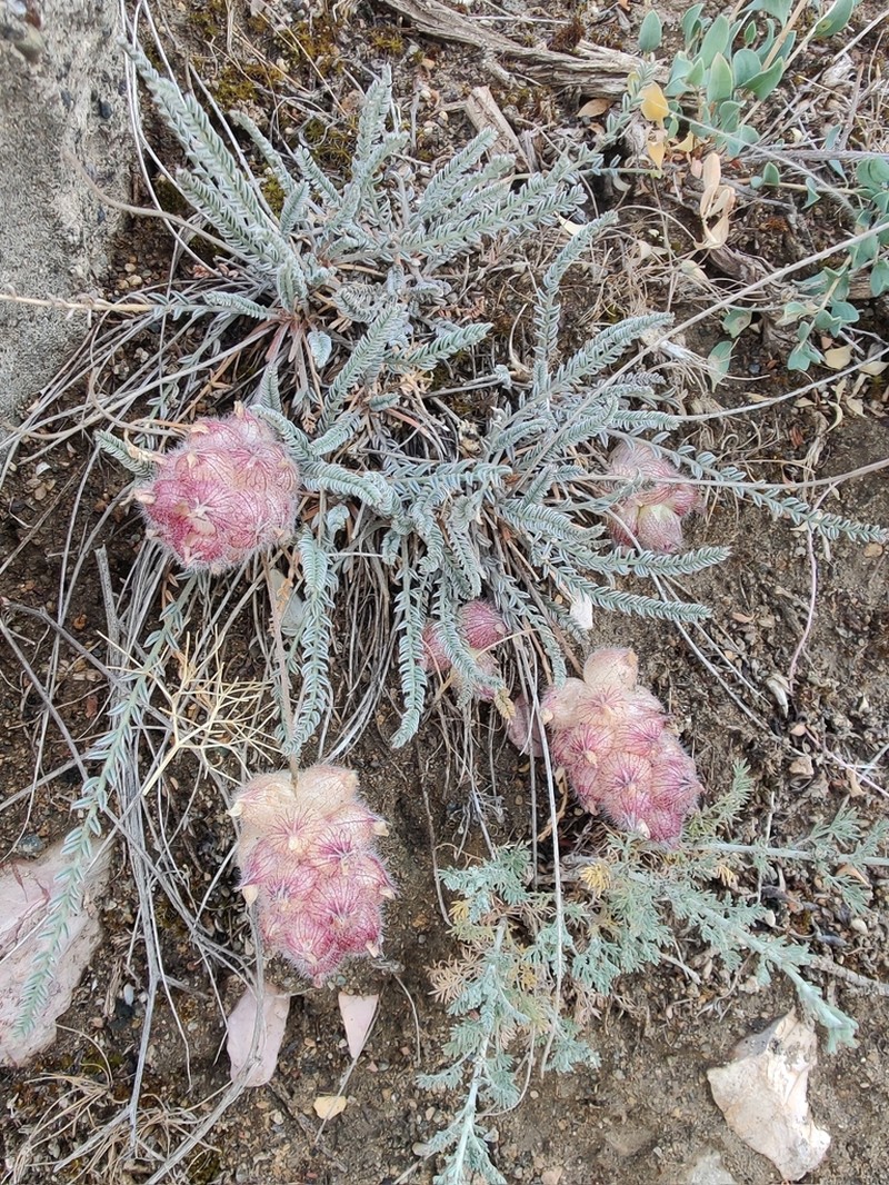 Astragalus szovitsii photo 4