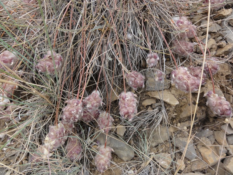 Astragalus szovitsii photo 6