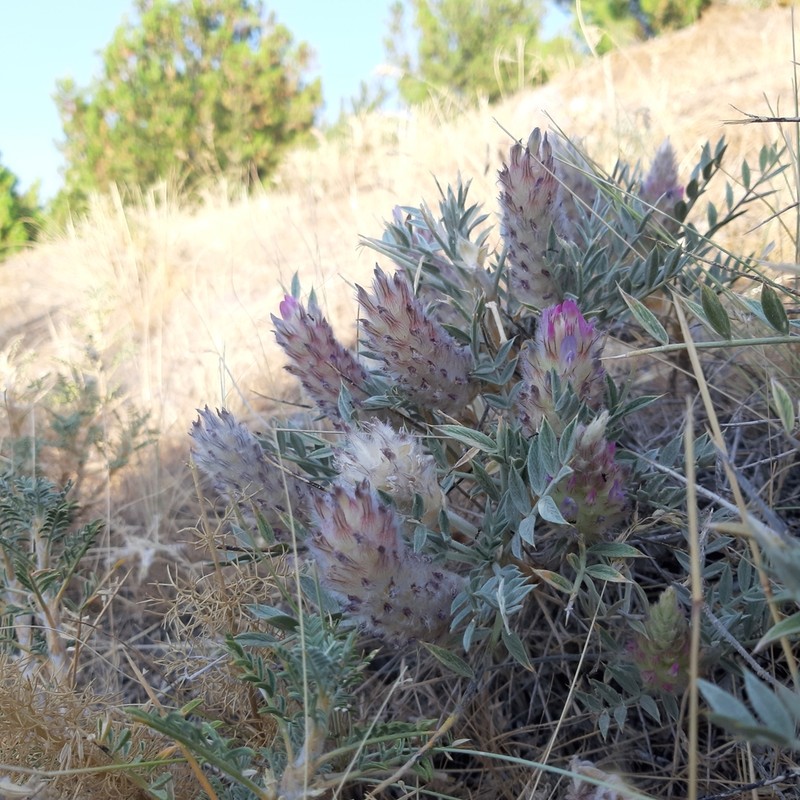 Astragalus tabrizianus