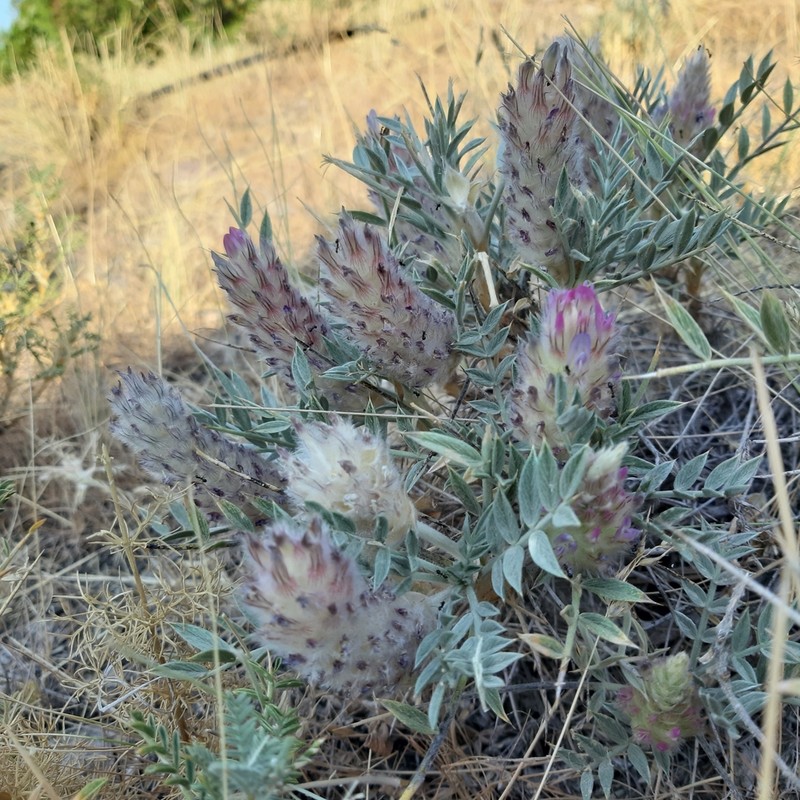Astragalus tabrizianus photo 2