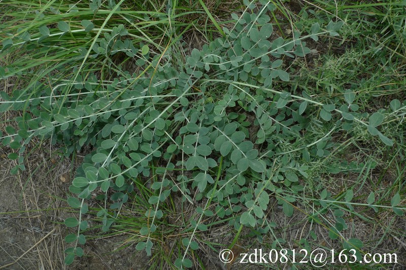 Astragalus taiyuanensis