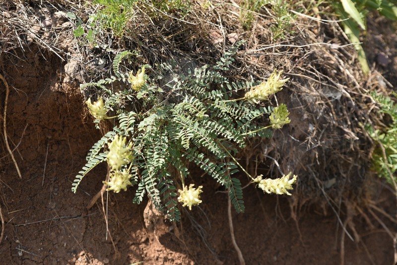 Astragalus takhtadzhjanii