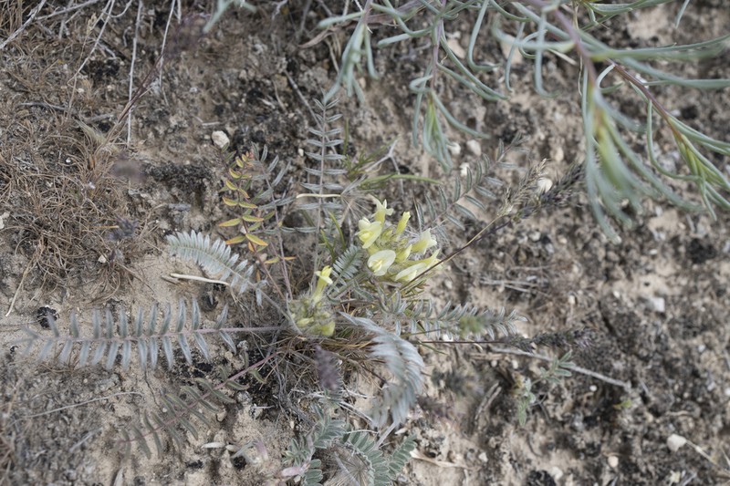 Astragalus takhtadzhjanii photo 2