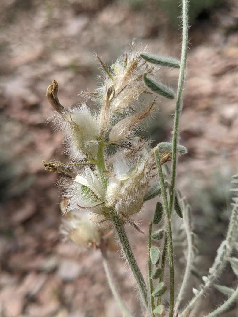 Astragalus takhtadzhjanii photo 3