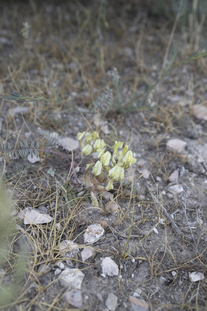Astragalus takhtadzhjanii photo 4