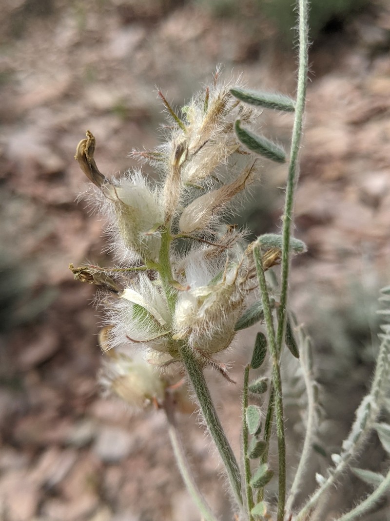 Astragalus takhtadzhjanii photo 5