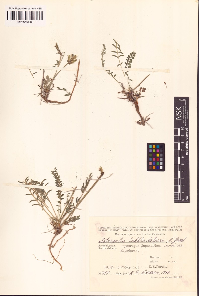 Astragalus takhtadzhjanii photo 6