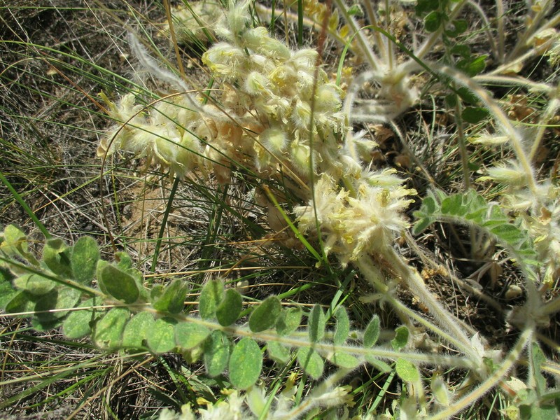Astragalus tanaiticus