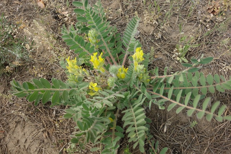 Astragalus tanaiticus photo 2
