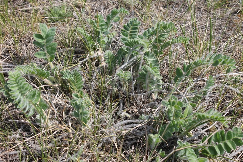 Astragalus tanaiticus photo 4