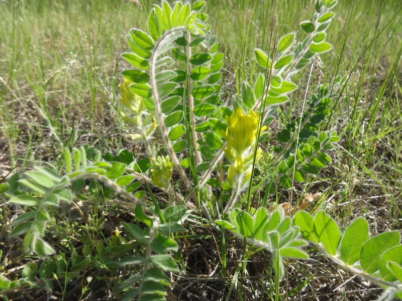 Astragalus tanaiticus photo 5
