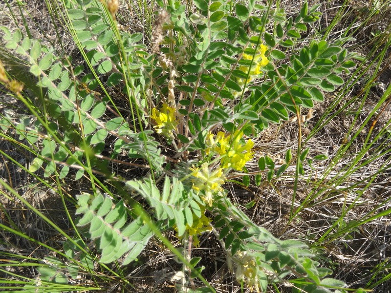Astragalus tanaiticus photo 6