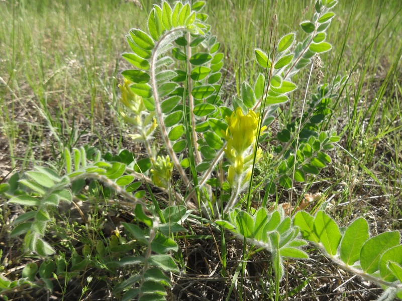 Astragalus tanaiticus photo 7