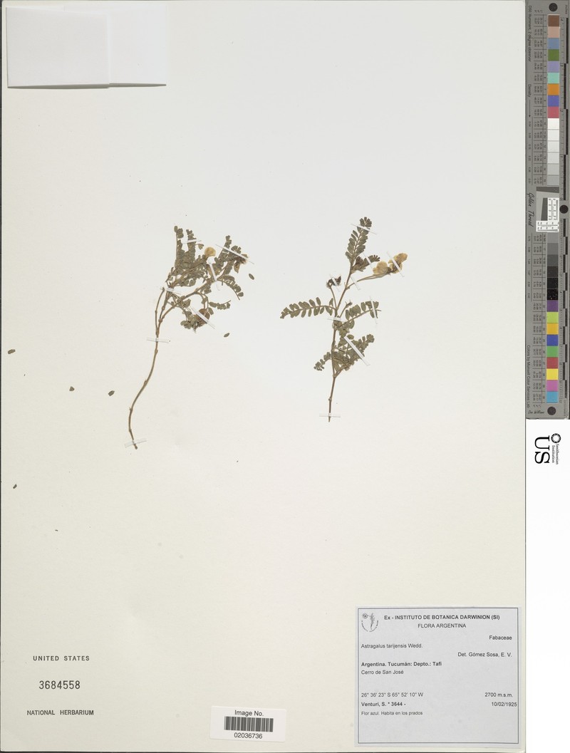 Astragalus tarijensis